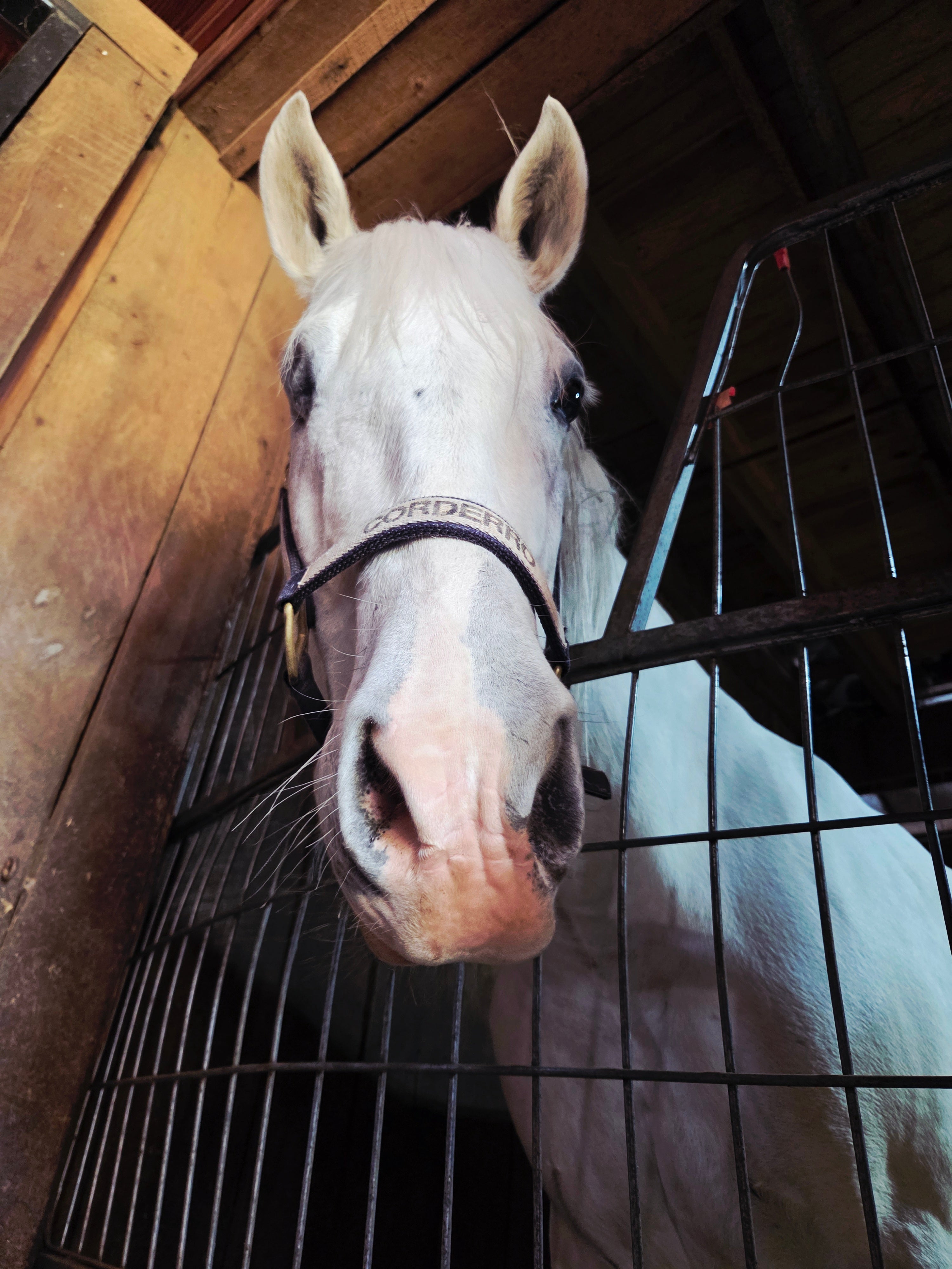 Triple Star Stables