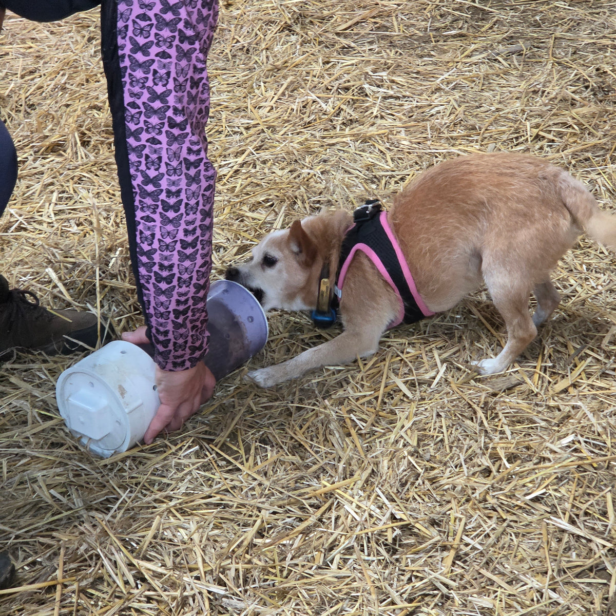 (Sunday 10AM) Single session barn hunt - (September 13th)