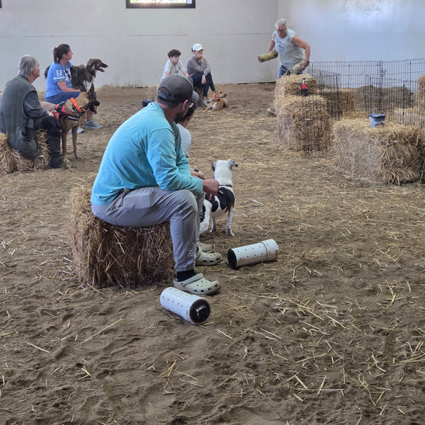 (Saturday 10AM) Single session barn hunt - November 7th