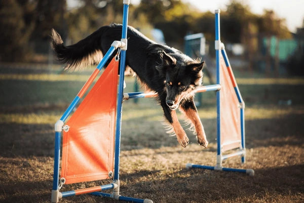 Agility
