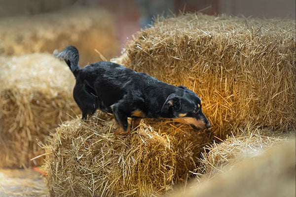 (Monday 6PM) Single session barn hunt - (July 13th)