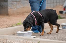 (WEDNESDAYS 5 PM) Canine Scent Work for Beginners ~By Dogs Have Amazing Noses- 4 week Class (Nov 5th, 12th, 19th & Dec 3rd: No class 11/26)